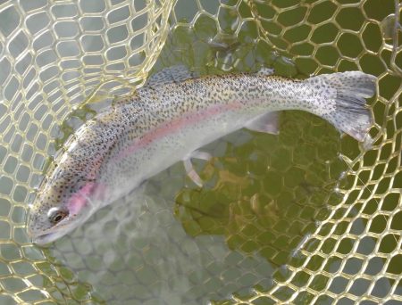 大安トラウトレイク釣果